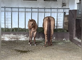 Quarter horse américain, Étalon, 1 Année, Alezan dun