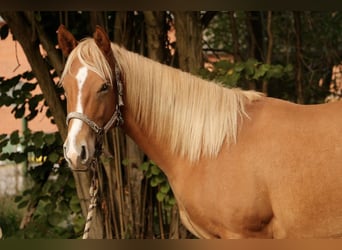 Quarter horse américain, Étalon, 1 Année, Alezan