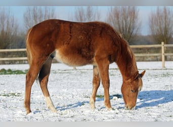 Quarter horse américain, Étalon, 1 Année, Alezan