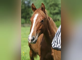 Quarter horse américain, Étalon, 1 Année, Alezan
