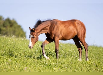 Quarter horse américain, Étalon, 1 Année, Bai