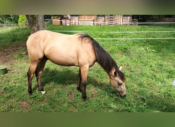 Quarter horse américain, Étalon, 1 Année, Buckskin