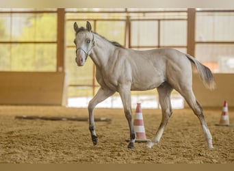 Quarter horse américain, Étalon, 1 Année, Buckskin