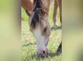 Quarter horse américain, Étalon, 1 Année, Buckskin