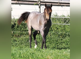 Quarter horse américain, Étalon, 1 Année, Buckskin