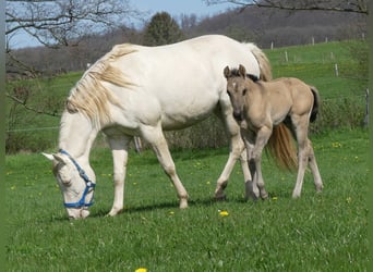 Quarter horse américain, Étalon, 1 Année, Grullo