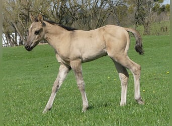 Quarter horse américain, Étalon, 1 Année, Grullo