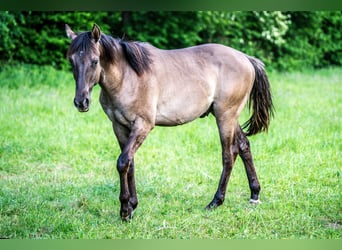 Quarter horse américain, Étalon, 1 Année, Grullo