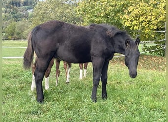 Quarter horse américain, Étalon, 1 Année, Noir