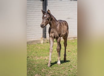 Quarter horse américain, Étalon, 1 Année, Noir