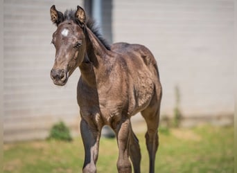 Quarter horse américain, Étalon, 1 Année, Noir
