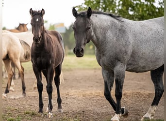 Quarter horse américain, Étalon, 1 Année, Noir