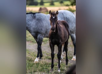 Quarter horse américain, Étalon, 1 Année, Noir