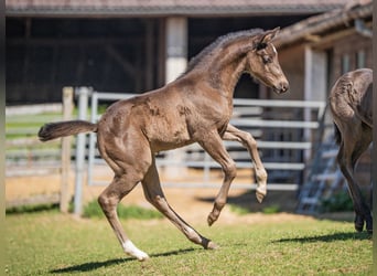 Quarter horse américain, Étalon, 1 Année, Noir