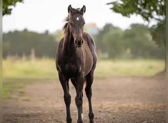 Quarter horse américain, Étalon, 1 Année, Noir