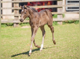 Quarter horse américain, Étalon, 1 Année, Noir