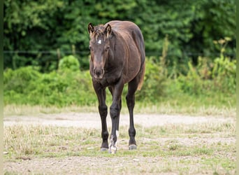 Quarter horse américain, Étalon, 1 Année, Noir