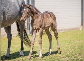 Quarter horse américain, Étalon, 1 Année, Noir