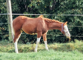 Quarter horse américain, Étalon, 1 Année, Overo-toutes couleurs