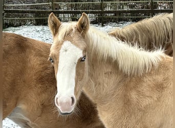 Quarter horse américain, Étalon, 1 Année, Palomino