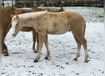 Quarter horse américain, Étalon, 1 Année, Palomino