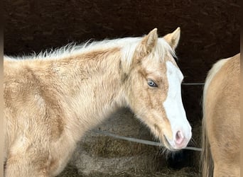 Quarter horse américain, Étalon, 1 Année, Palomino