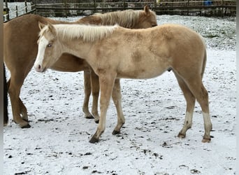 Quarter horse américain, Étalon, 1 Année, Palomino