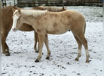 Quarter horse américain, Étalon, 1 Année, Palomino
