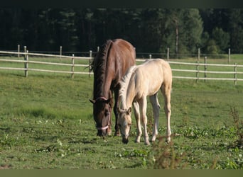 Quarter horse américain, Étalon, 1 Année, Palomino