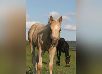 Quarter horse américain, Étalon, 1 Année, Palomino