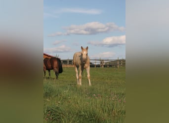 Quarter horse américain, Étalon, 1 Année, Palomino