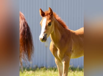 Quarter horse américain, Étalon, 1 Année