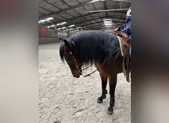 Quarter horse américain, Étalon, 20 Ans, 145 cm, Bai brun