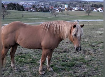 Quarter horse américain Croisé, Étalon, 21 Ans, 150 cm, Palomino