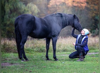 Quarter horse américain, Étalon, 23 Ans, 150 cm, Noir