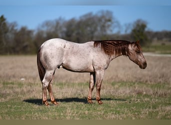 Quarter horse américain, Étalon, 2 Ans, 135 cm, Rouan Rouge