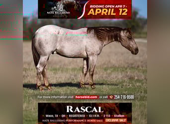 Quarter horse américain, Étalon, 2 Ans, 135 cm, Rouan Rouge
