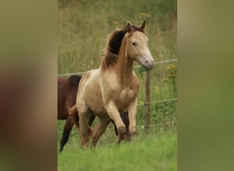 Quarter horse américain, Étalon, 2 Ans, 140 cm, Champagne