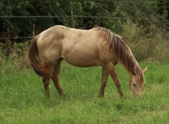 Quarter horse américain, Étalon, 2 Ans, 140 cm, Champagne
