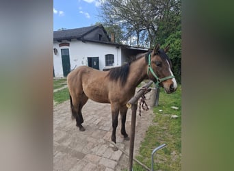Quarter horse américain, Étalon, 2 Ans, 140 cm, Dunalino