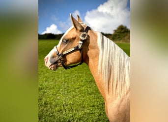 Quarter horse américain, Étalon, 2 Ans, 141 cm, Palomino