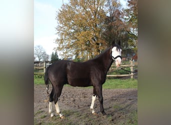 Quarter horse américain, Étalon, 2 Ans, 142 cm, Bai brun foncé