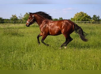 Quarter horse américain, Étalon, 2 Ans, 142 cm, Bai