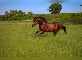 Quarter horse américain, Étalon, 2 Ans, 142 cm, Bai