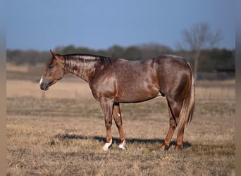 Quarter horse américain, Étalon, 2 Ans, 142 cm, Rouan Rouge