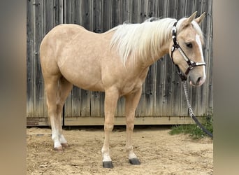 Quarter horse américain, Étalon, 2 Ans, 145 cm, Palomino