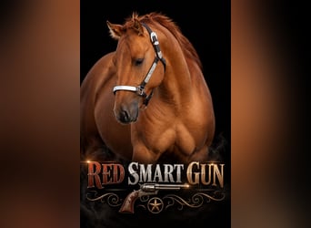 Quarter horse américain, Étalon, 2 Ans, 146 cm, Alezan dun