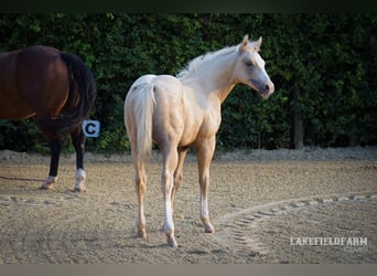 Quarter horse américain, Étalon, 2 Ans, 146 cm, Palomino