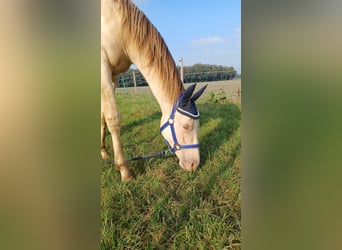 Quarter horse américain Croisé, Étalon, 2 Ans, 147 cm, Champagne