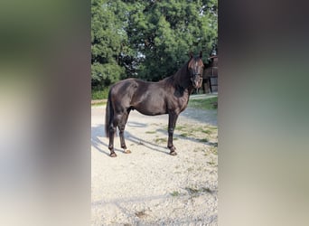 Quarter horse américain, Étalon, 2 Ans, 147 cm, Noir